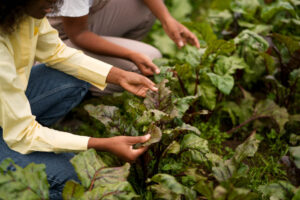 5 Powerful Benefits of Herbal Medicine for Natural Health